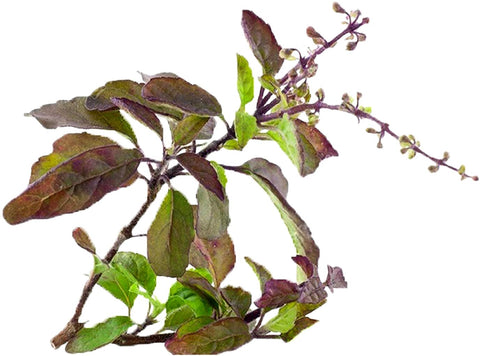 Harley Seeds Krishna Tulsi seeds pack for easy starting