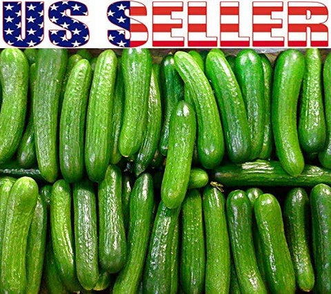 Harley Seeds Long Green cucumber: versatile garden staple for fresh eating.