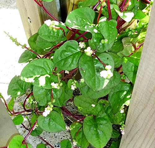 Harley Seeds Malabar red-stem spinach seed pack; vibrant stems for salads.