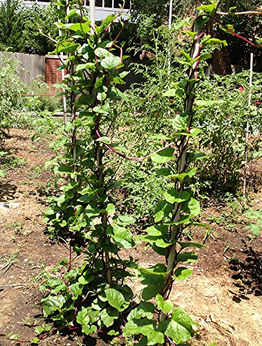 Harley Seeds Malabar spinach red-stem close-up highlights edible ornamental vines.