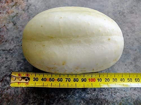 Harley Seeds Parisian Pickling Gherkin: compact cucumber for homemade jars.