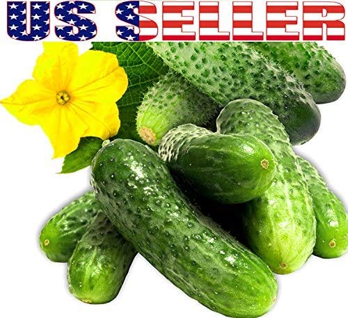 Harley Seeds Persian Beit Alpha cucumber: crisp slicer perfect for sandwiches.