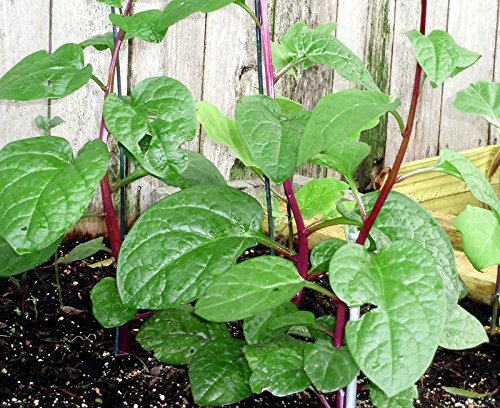 Harley Seeds Phooi leaf image shows glossy leaves ideal for stir-fries.