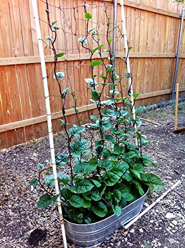 Harley Seeds germination temperature guidance supports healthy sprouts.