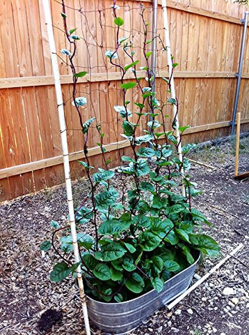 Harley Seeds germination temperature guidance supports healthy sprouts.