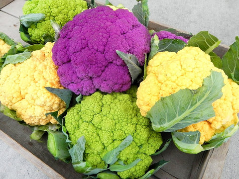 Harley Seeds Snowball Self-Blanching Cauliflower white heads for easy growing