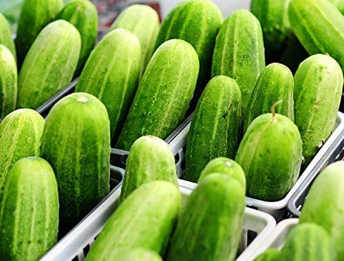 Harley Seeds White Wonder cucumber: pale-crisp fruit for salads and pickles.