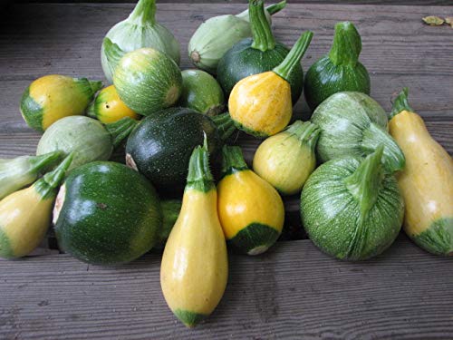 Harley Seeds Lunga Fiorentino zucchini variety with slender form for slicing.