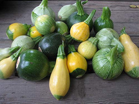 Harley Seeds Lunga Fiorentino zucchini variety with slender form for slicing.
