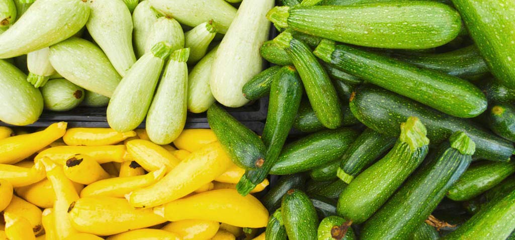Harley Seeds Striato d'Italia zucchini showy stripes and versatile use.