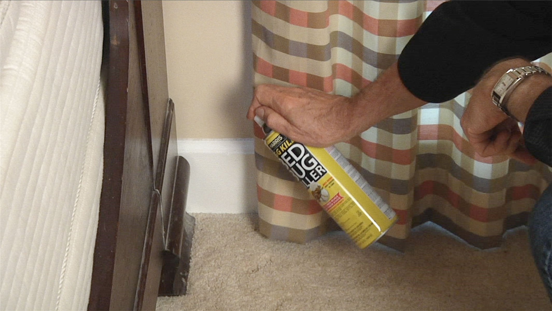 Close-up shows eggs targeted by HARRIS Bed Bug Killer for thorough control