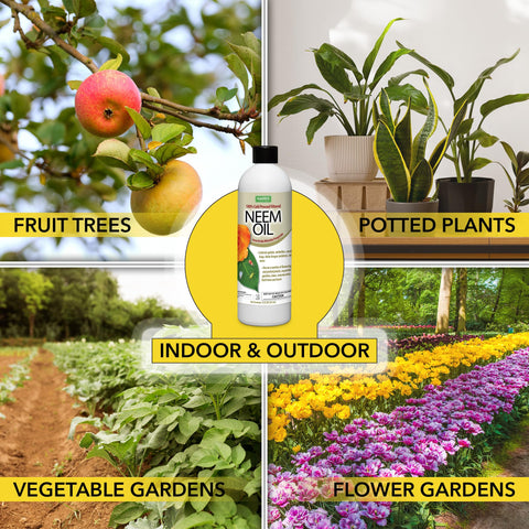 Indoor plants treated with Harris neem oil concentrate on leaves and soil.