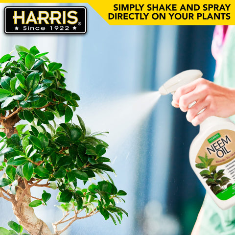 Leaves sparkle with a natural shine after HARRIS spray.