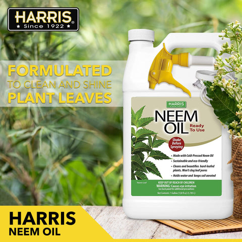 Indoor plant care with HARRIS Neem Oil Spray for a shiny, healthy look