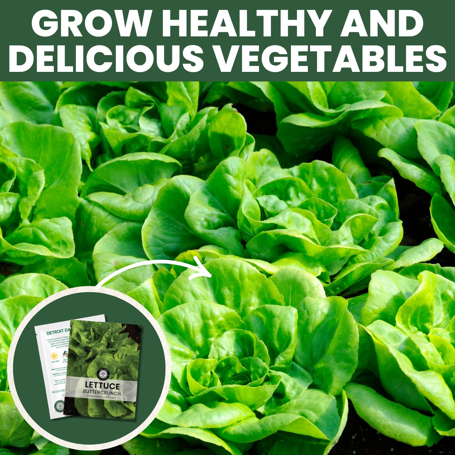 Harvest-ready Buttercrunch bunch with vibrant green leaves