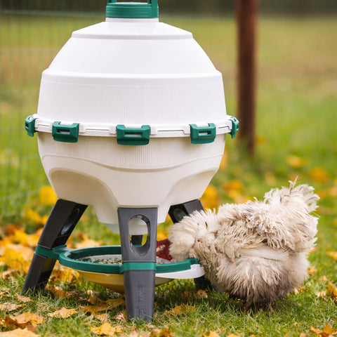 Hatching Time 6-gallon capacity supports up to 25 birds in a flock