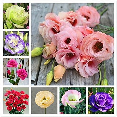 HATCHMATIC eustoma seeds mixed 100pc for vibrant borders and bouquets.