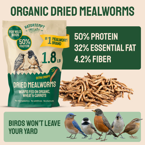 Hatortempt bluebird feeder mealworms attract energetic visitors with nutrition.