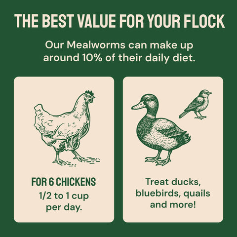 Hatortempt bulk storage-friendly bag keeps mealworms fresh for weeks.