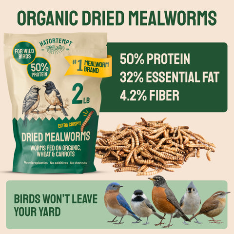 Hatortempt dried mealworms for chickens, feed supplement with crisp texture.