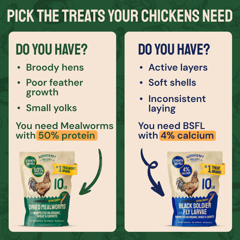 Hatortempt hand-inspected, dust-free mealworms—premium quality for safe feeding.