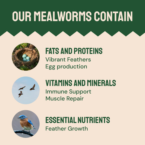 Hatortempt water-washed process image showing premium quality mealworms.