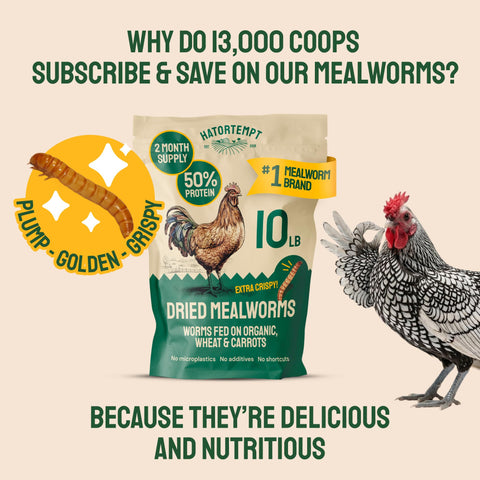 Hatortempt mealworms for wild birds image showing versatile bird feed option.