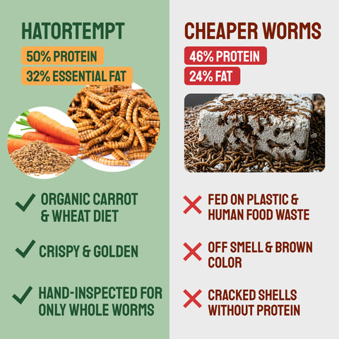 Hatortempt mealworms whole-crisp closeup illustrating preferred texture for poultry.