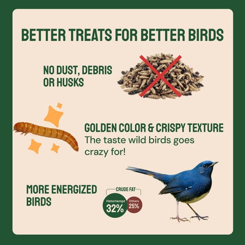 Hatortempt starlings feeding on protein-packed mealworms at a sunny feeder.