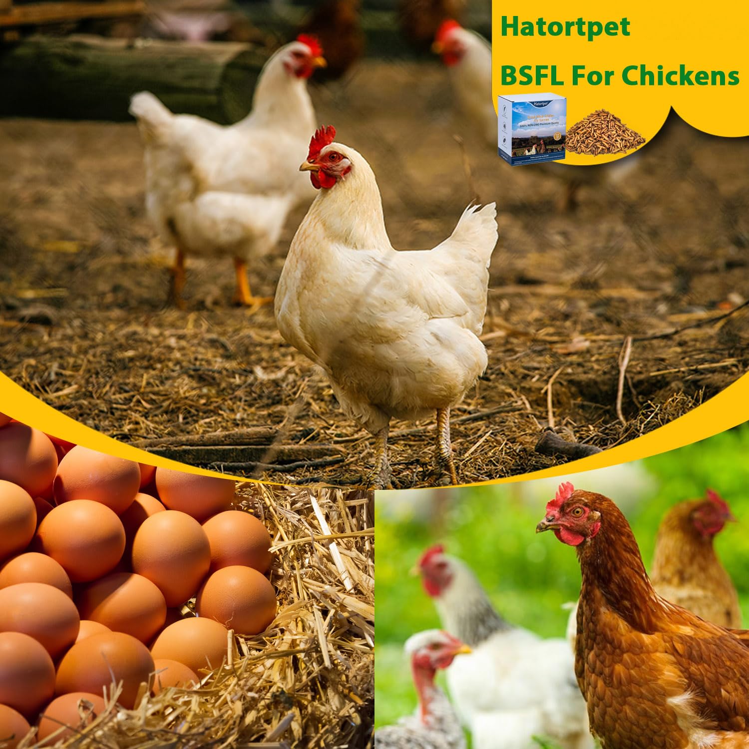 Hatortpet non-GMO natural BSF larvae as a premium poultry treat