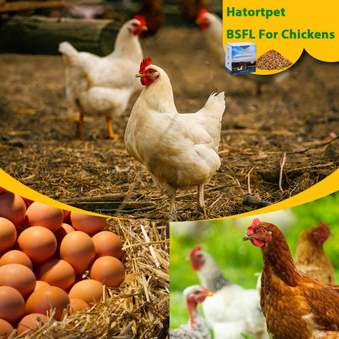 Hatortpet non-GMO natural BSF larvae as a premium poultry treat