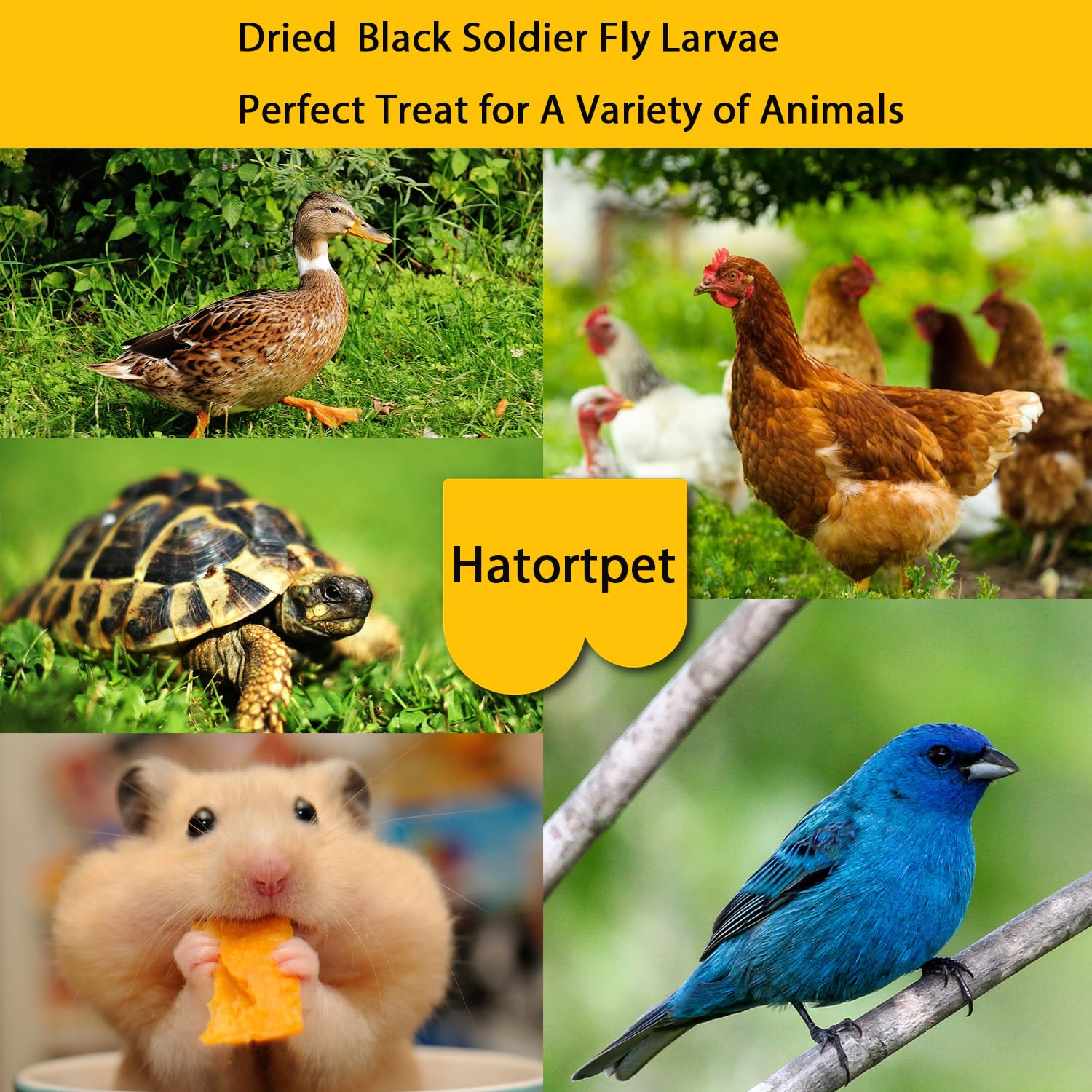 Hatortpet organic-diet raised larvae for sustainable animal feed