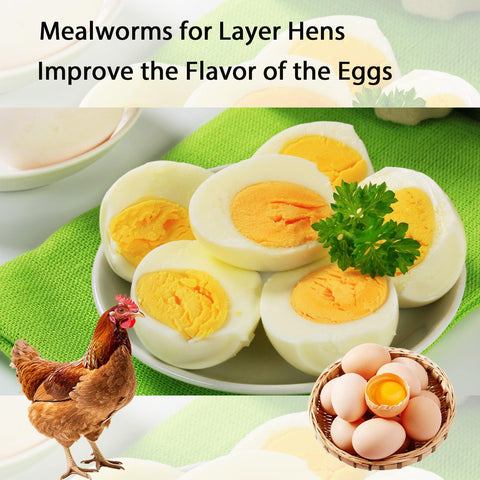 Hatortpet mealworms sprinkled into chicken feed for easy feeding.