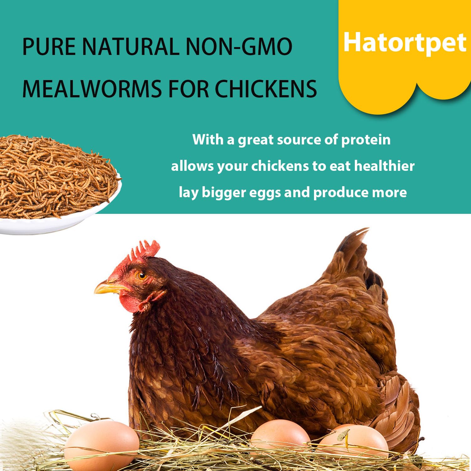 Hatortpet mealworms supporting potential egg production in laying hens