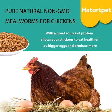 Hatortpet mealworms supporting potential egg production in laying hens