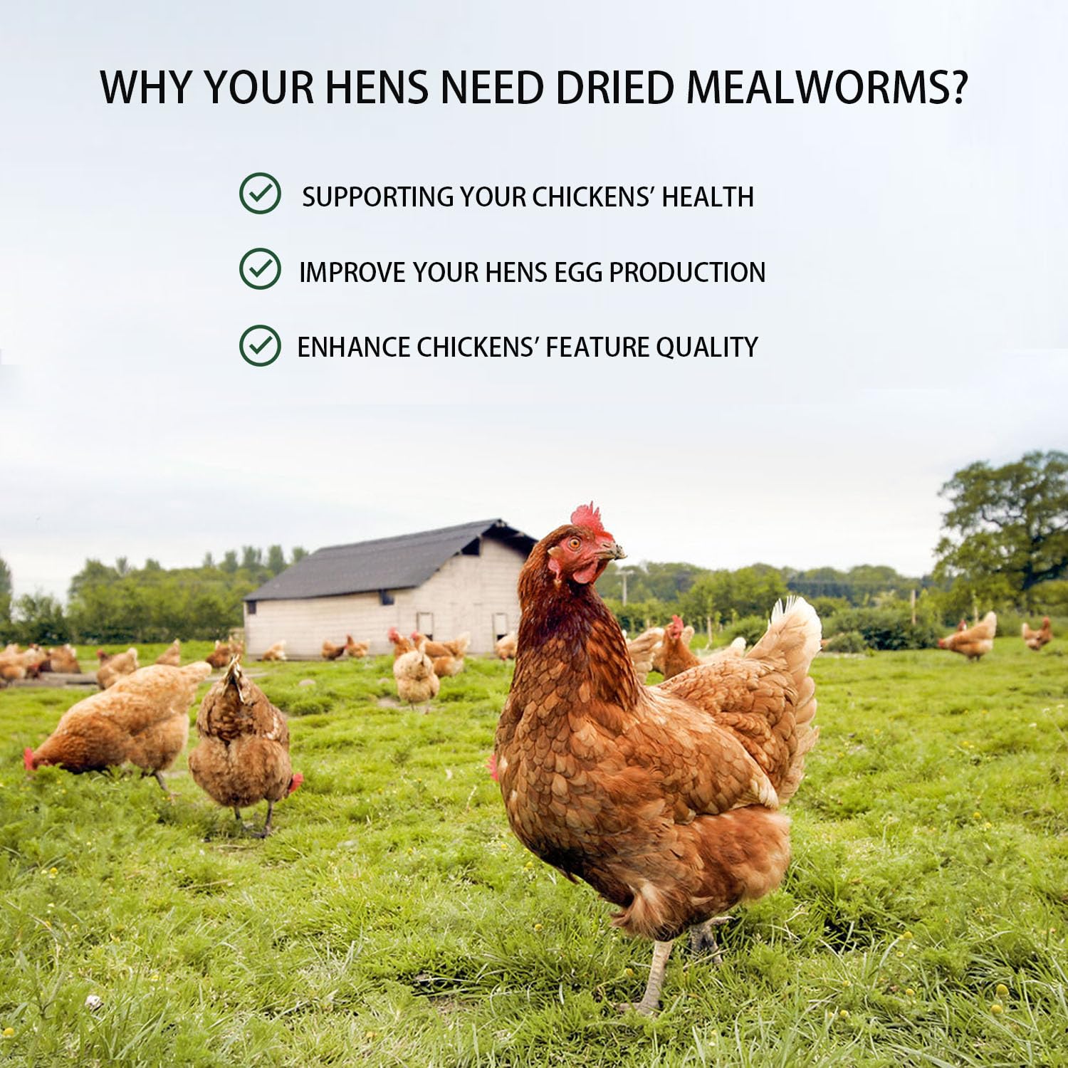 Hatortpet mealworms for vibrant plumage and healthy feathers