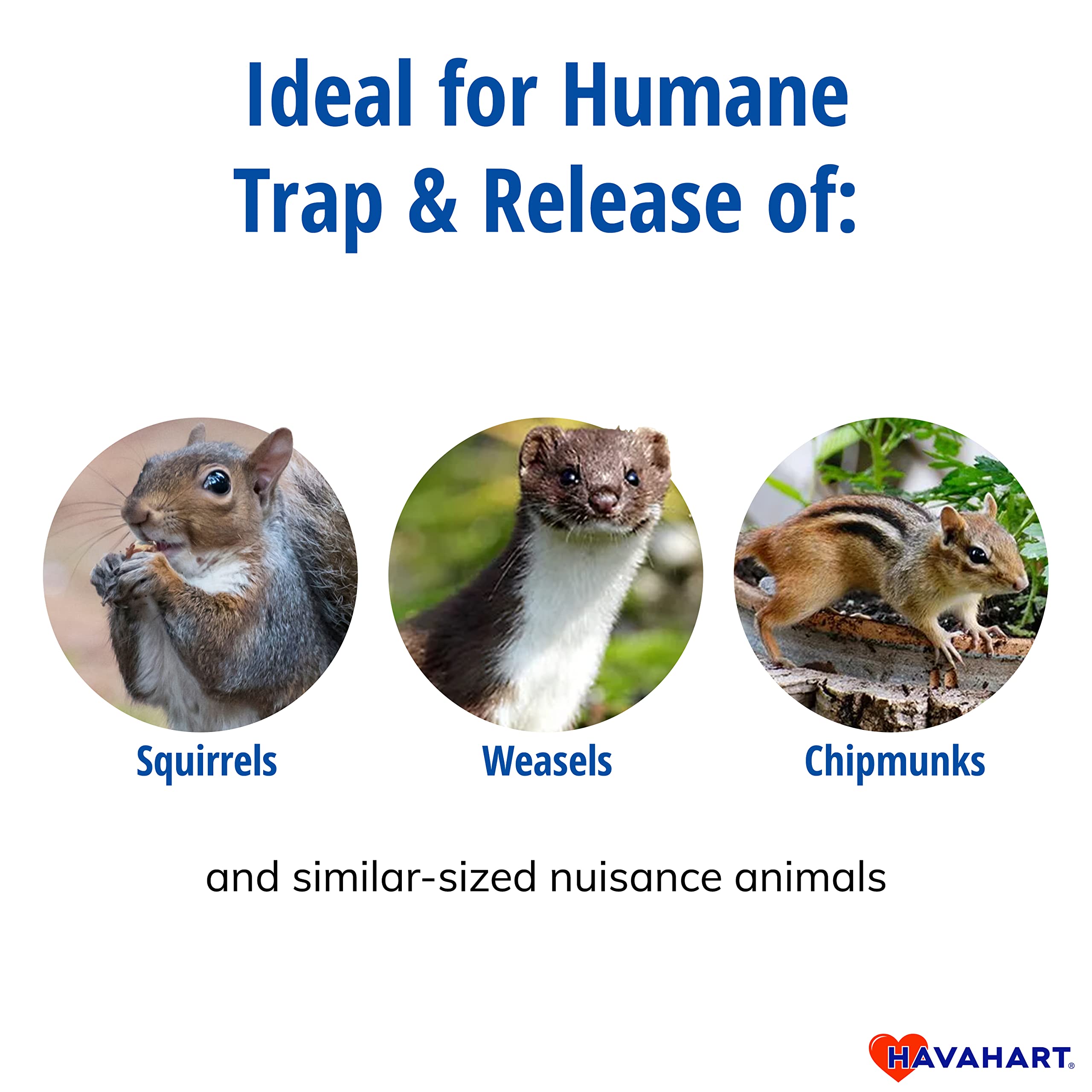 HAVAHART small 1-door live trap catching a weasel with safety features.