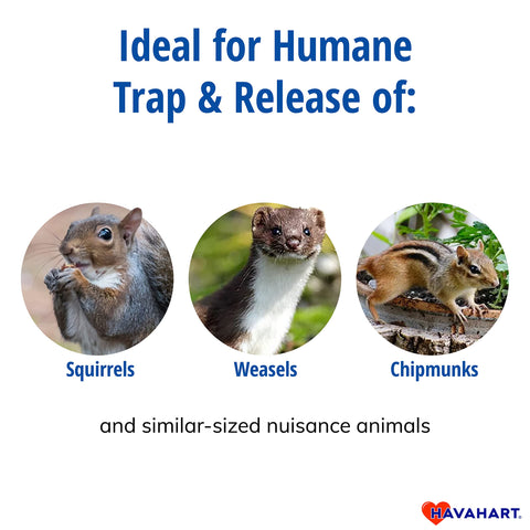 HAVAHART small 1-door live trap catching a weasel with safety features.