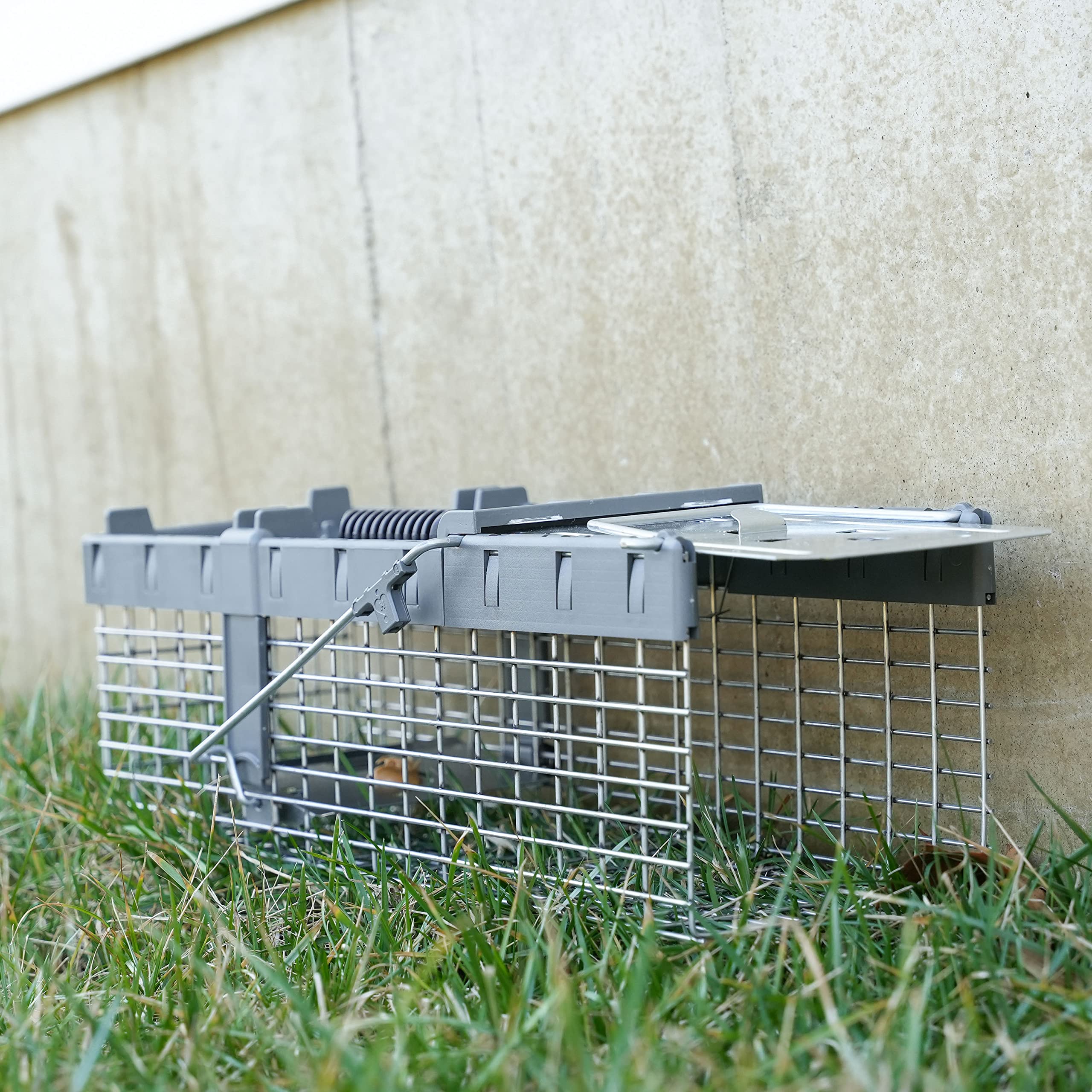 HAVAHART trigger plate in action enabling humane captures.