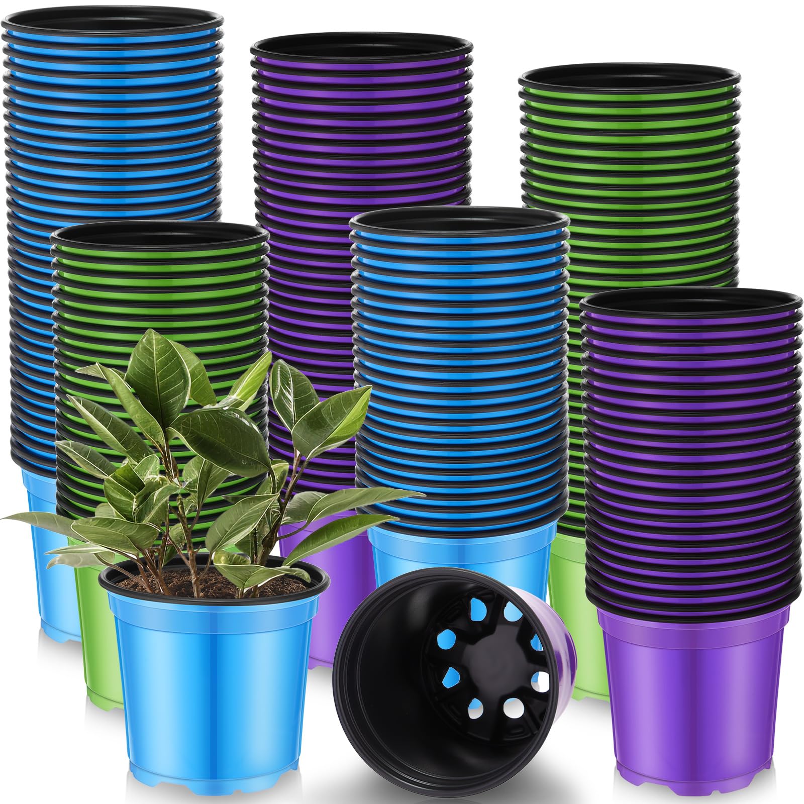 Havawish 4-inch blue nursery pot ready for effortless transplanting.