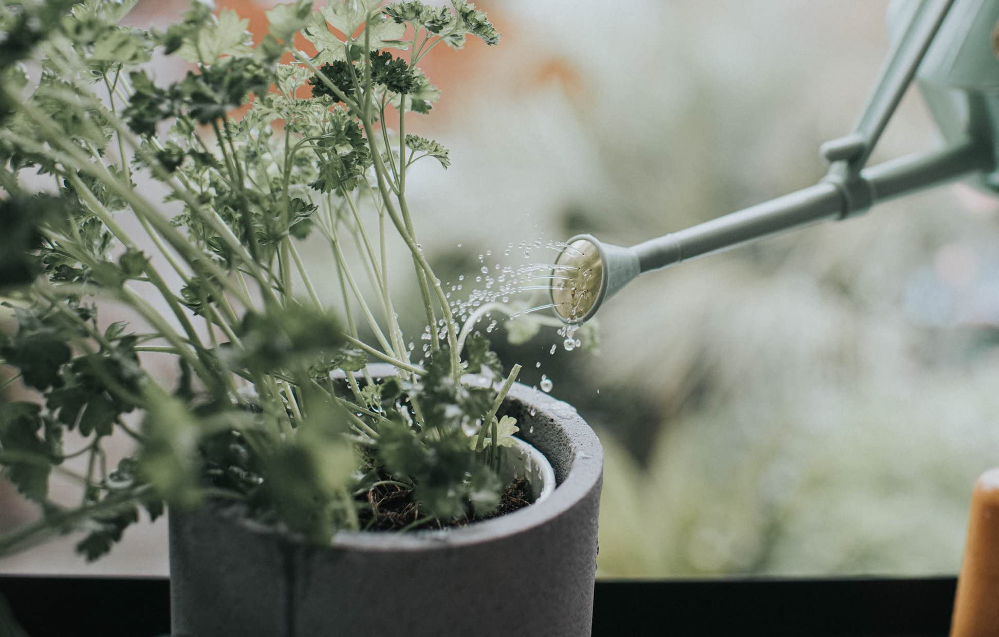 Haws long-spout design provides consistent flow to seedlings and orchids