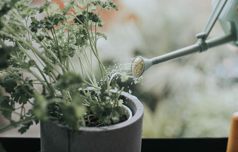 Haws long-spout design provides consistent flow to seedlings and orchids
