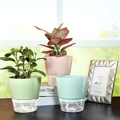 Hayder set of 6 pots packaged together, ideal for gifting or fresh decor.