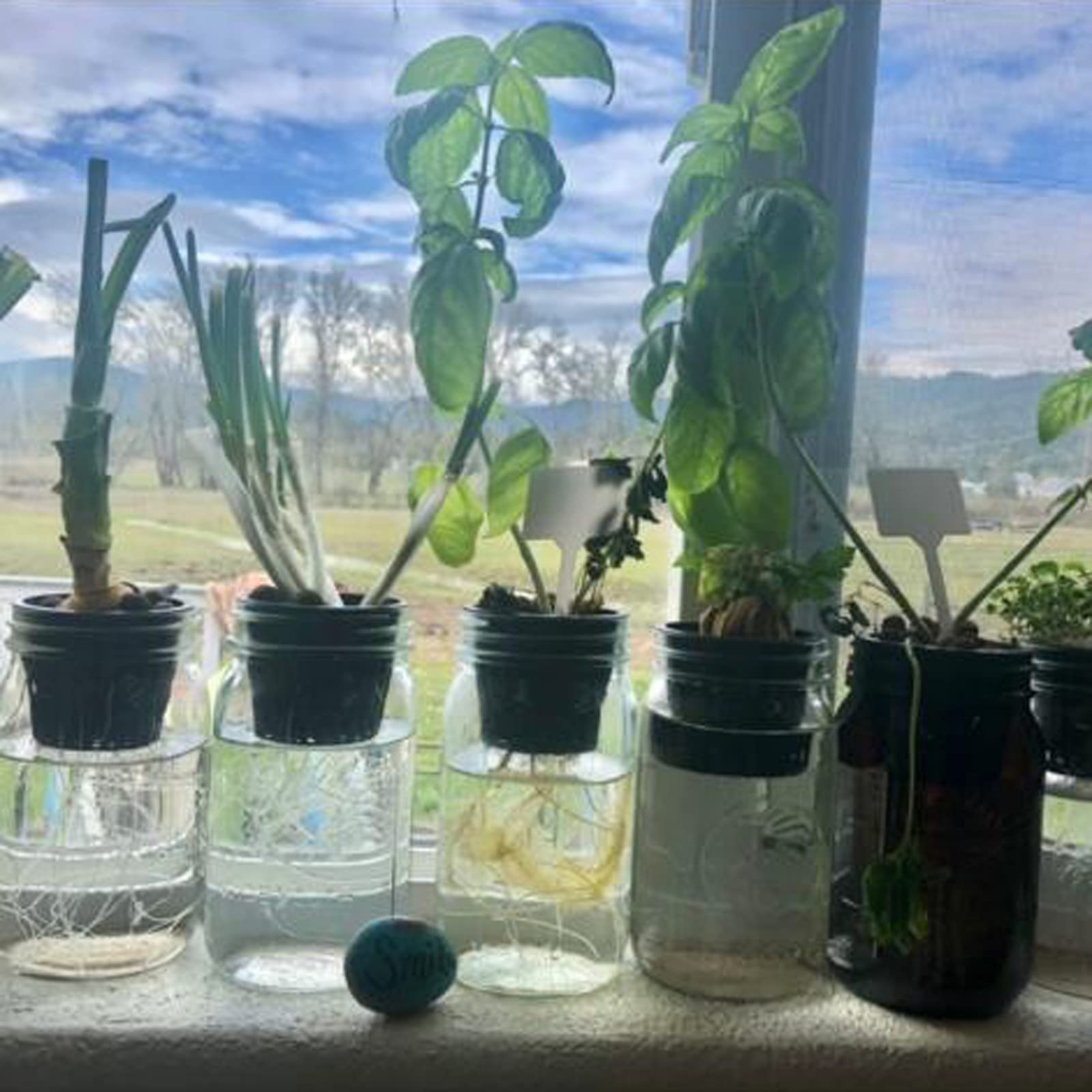 HAZOULEN net cups for orchids ideal for orchid culture in hydroponics.