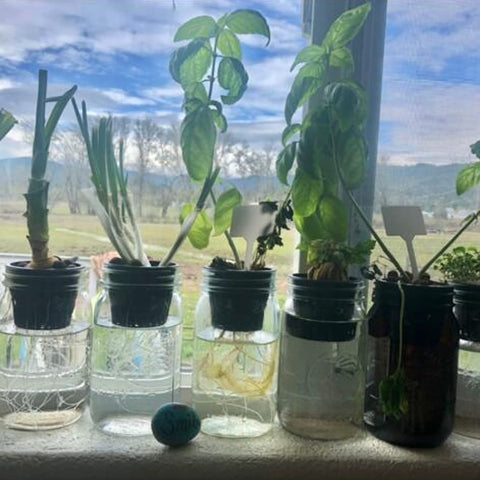 HAZOULEN net cups for orchids ideal for orchid culture in hydroponics.