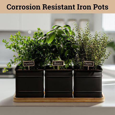 HB Design Co. Window herb garden display on counter fits compact spaces