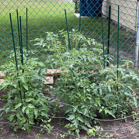 Hdeoops garden stake used with fence and vines for training