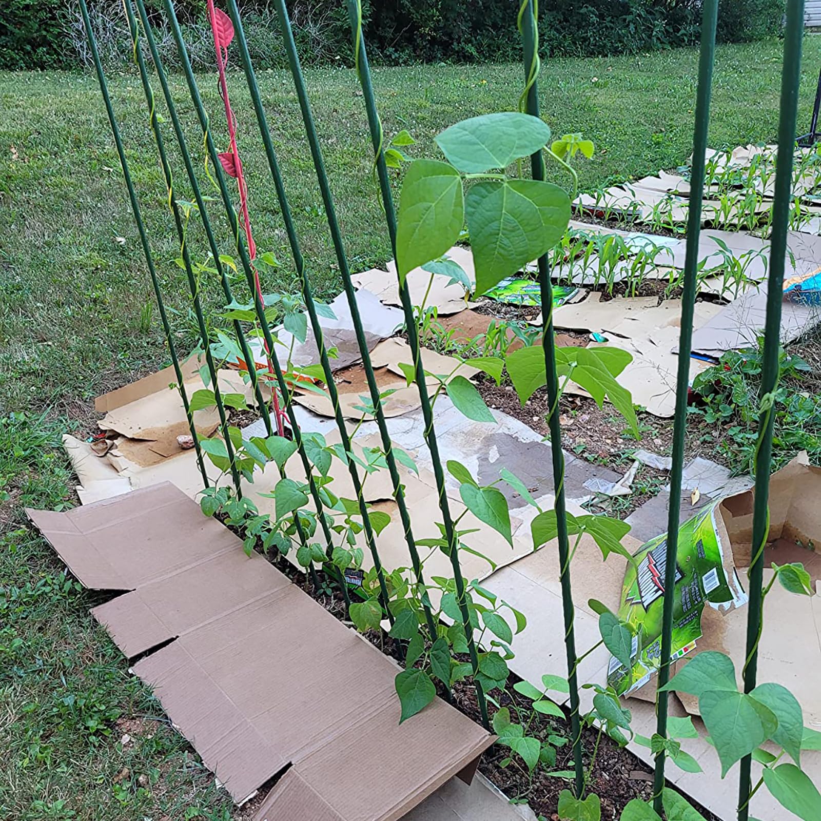Hdeoops versatile garden stakes support tomatoes, cucumbers, beans, peppers, and more.