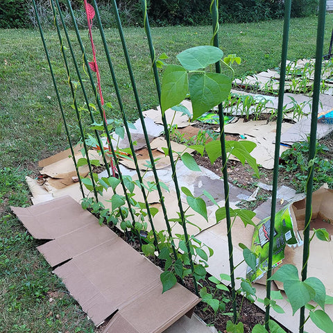 Hdeoops versatile garden stakes support tomatoes, cucumbers, beans, peppers, and more.
