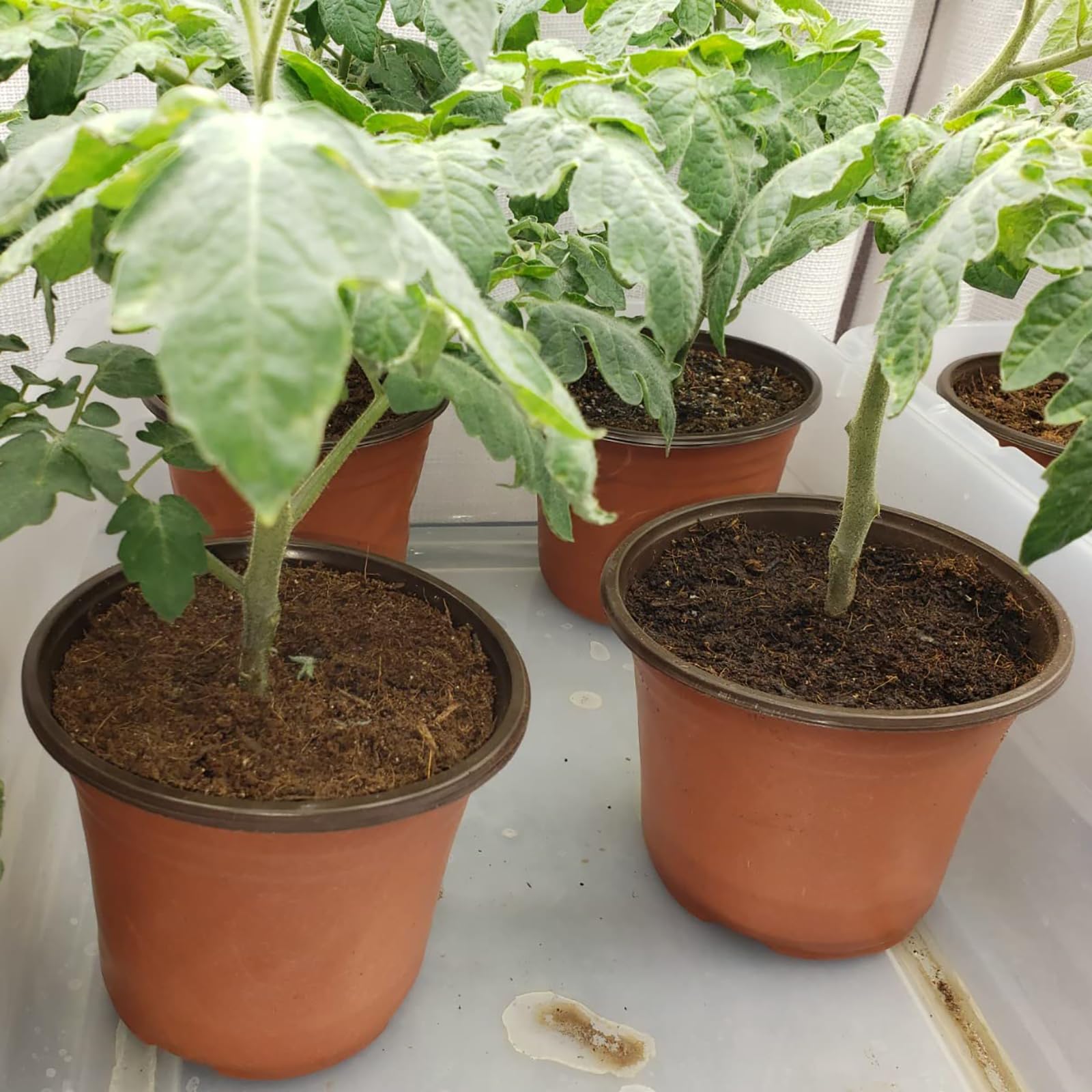 Hdeoops 6-inch pot in use for transplanting seedlings outdoors.